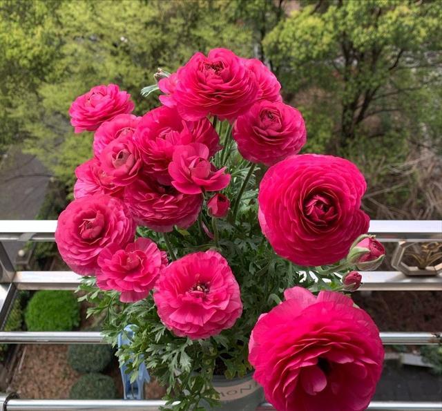 5种 旺财花 能活一百年 越养越富贵 后代也受益 腾讯新闻