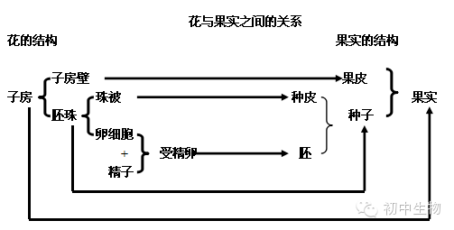 花和果实的关系图图片