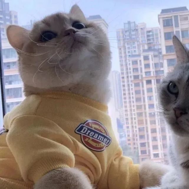 情侣头像猫猫狗狗情侣头像