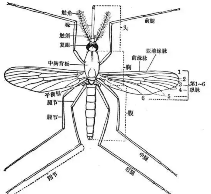 为什么美国要投放75亿只转基因蚊子需警惕背后的影响