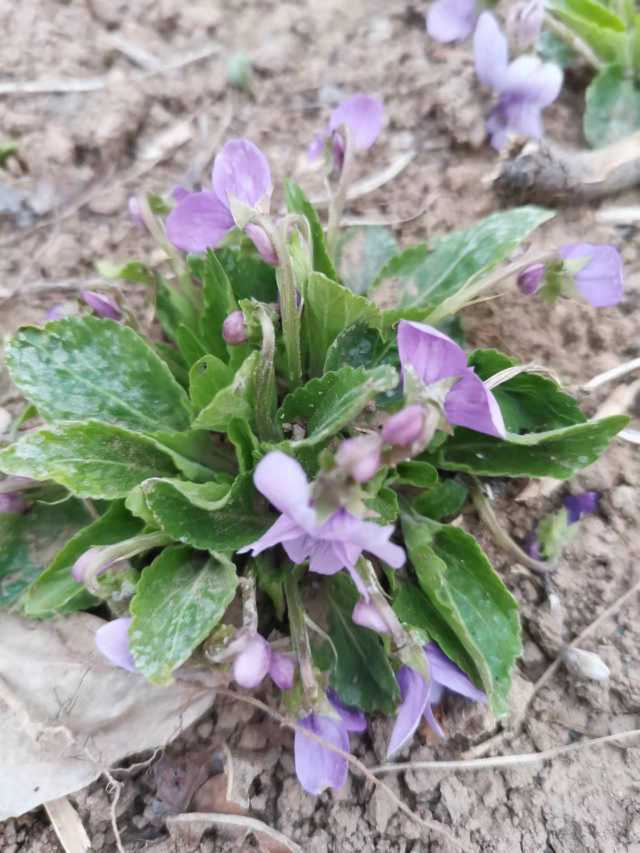 翟所祥盛開的紫花地丁