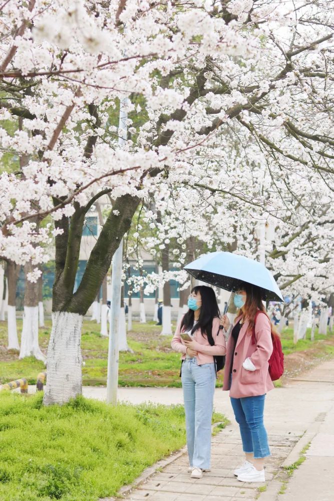 湖北經濟學院的櫻花開了花美人也美多圖