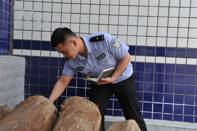 楠竹山鎮楊柳村的護林員在日常巡查時,發現林地中有6棵杉樹被齊根砍斷