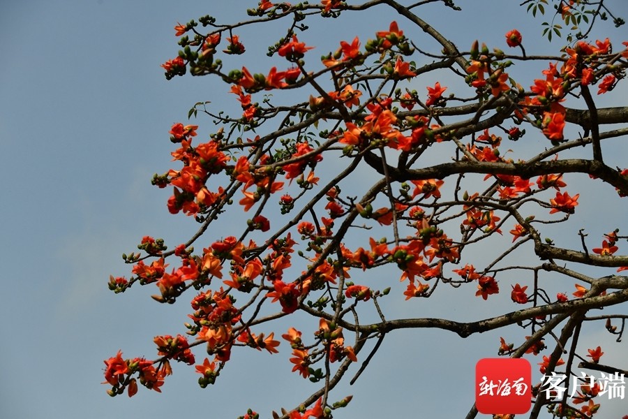 原创组图丨海口木棉花季 即将接近尾声 腾讯新闻