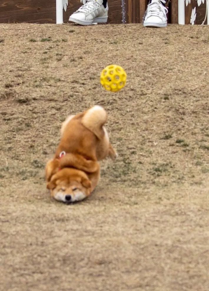 柴犬玩球上头直接下巴着地两腿飞起这也太可爱了吧