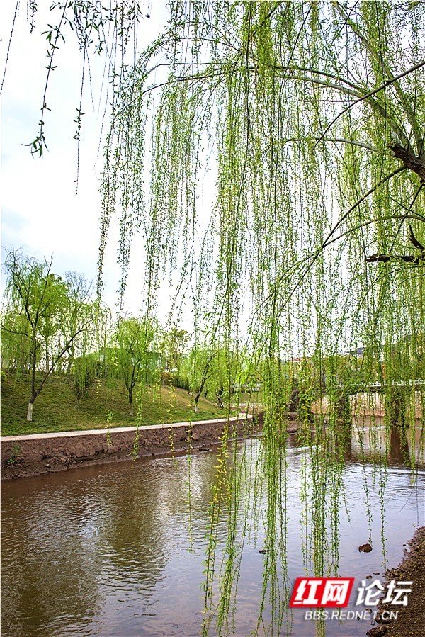 又见江南柳色新柳树为何被诗人们点赞了几千年