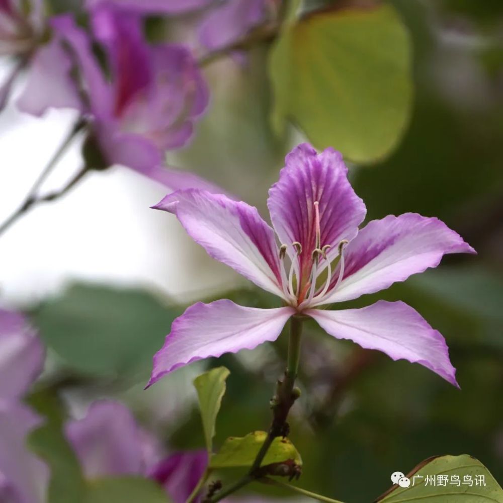 宫粉羊蹄甲,又叫洋紫荆,宫粉紫荆:可育雄蕊5,花瓣较宽,边缘微褶,整体