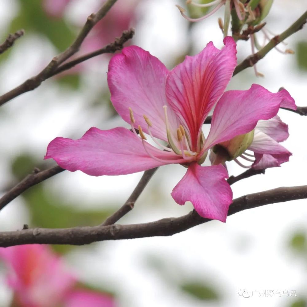 羊蹄甲洋紫荆宫粉羊蹄甲红花羊蹄甲等辨别区分40