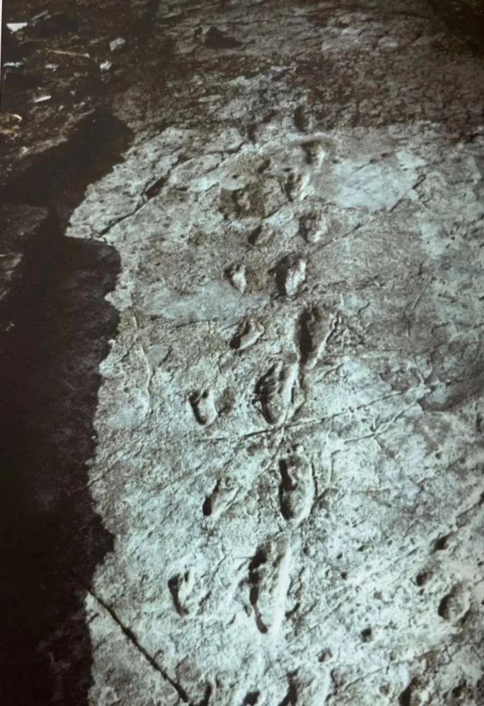 探寻人类的过去伟大的考古学家