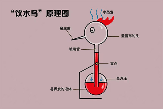 玩具"饮水鸟"中存在的物理知识