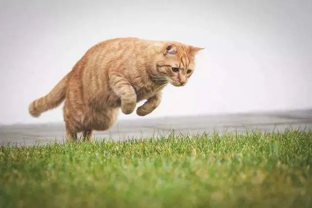 太搞笑了原来猫咪交配完撒腿就跑有这几个原因
