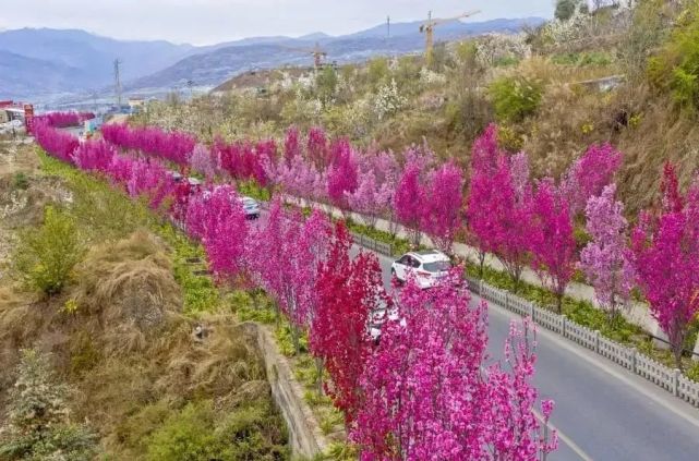 汉源九襄|畅游白色花海,享受度假生活