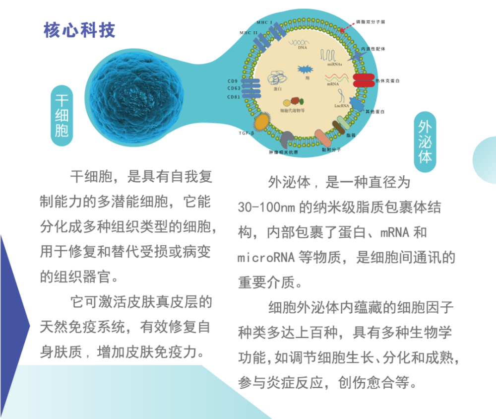 是一种未充分分化,尚不成熟的细胞,具有再生各种组织器官和人体的潜在