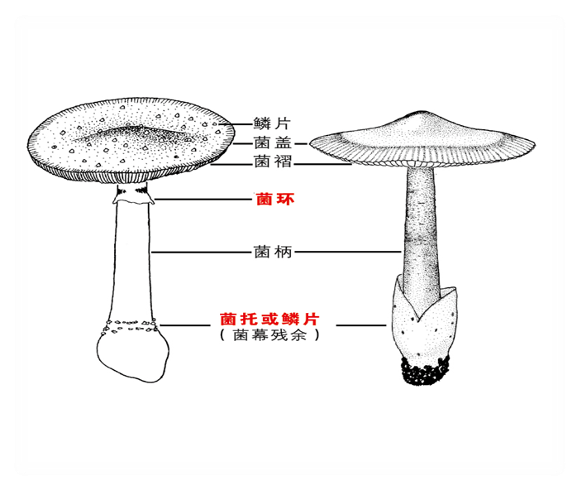 我国每年都有毒蘑菇中毒事件发生,以春夏季最为多