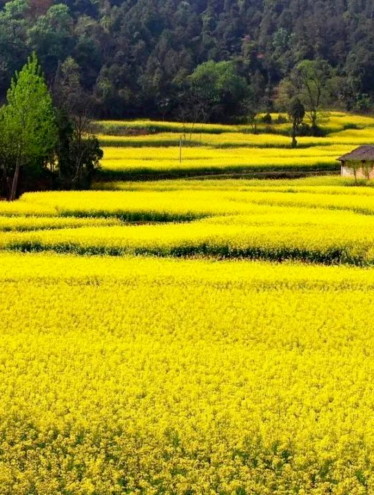 美炸了汉中这里油菜花美景惊艳上线