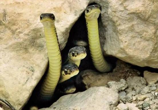 烟台海边出现大量活体泸沽虾,市民惊呼:捡都捡不完