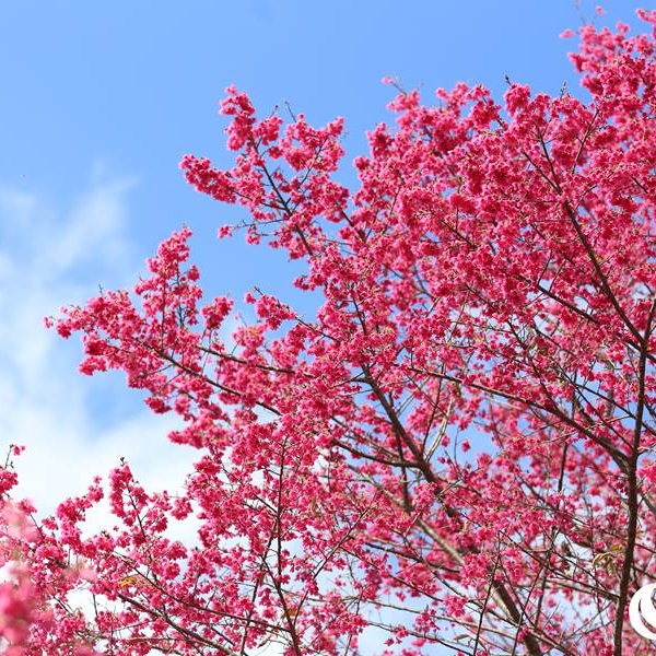 讀完這篇賞櫻花才算賞明白