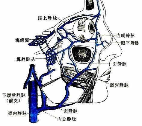 静脉角位于 腾讯网