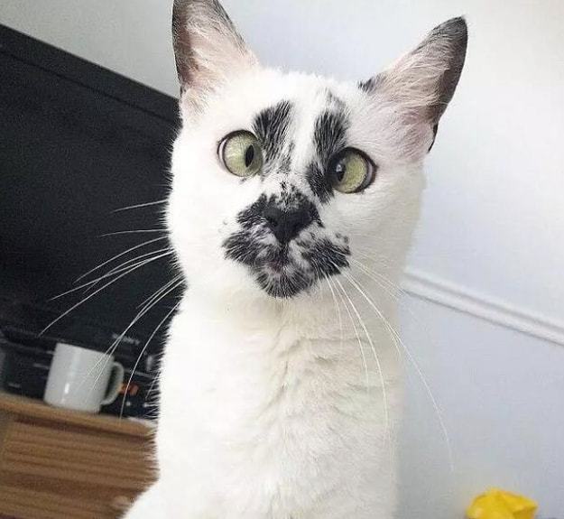 作为过来人劝你别轻易养奶牛猫