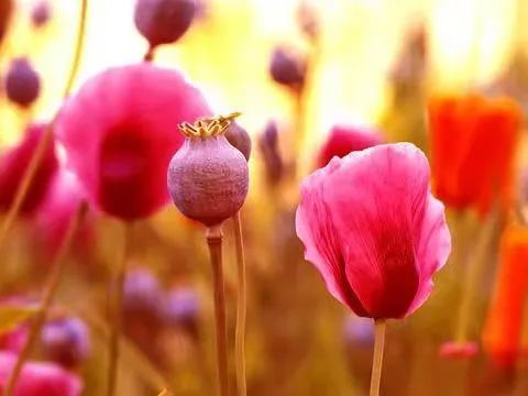 罂粟花 珍爱生命 远离毒品 花名册no 腾讯新闻