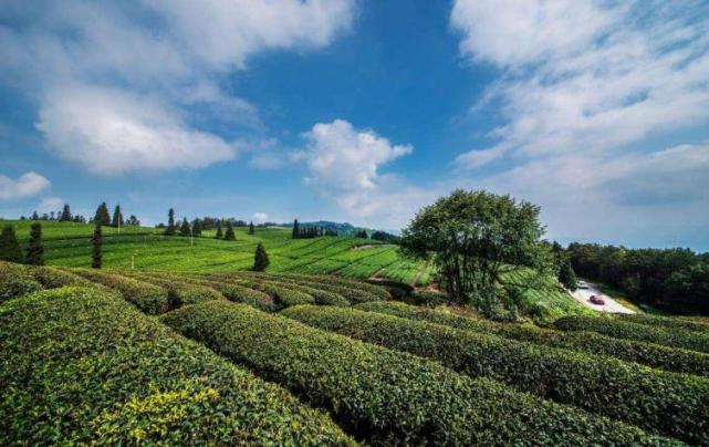 1,巴南白象山茶園