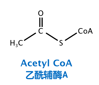 例如,含16个c的棕榈酸(最常见的脂肪酸),最终会被分割成8个乙酰辅酶a