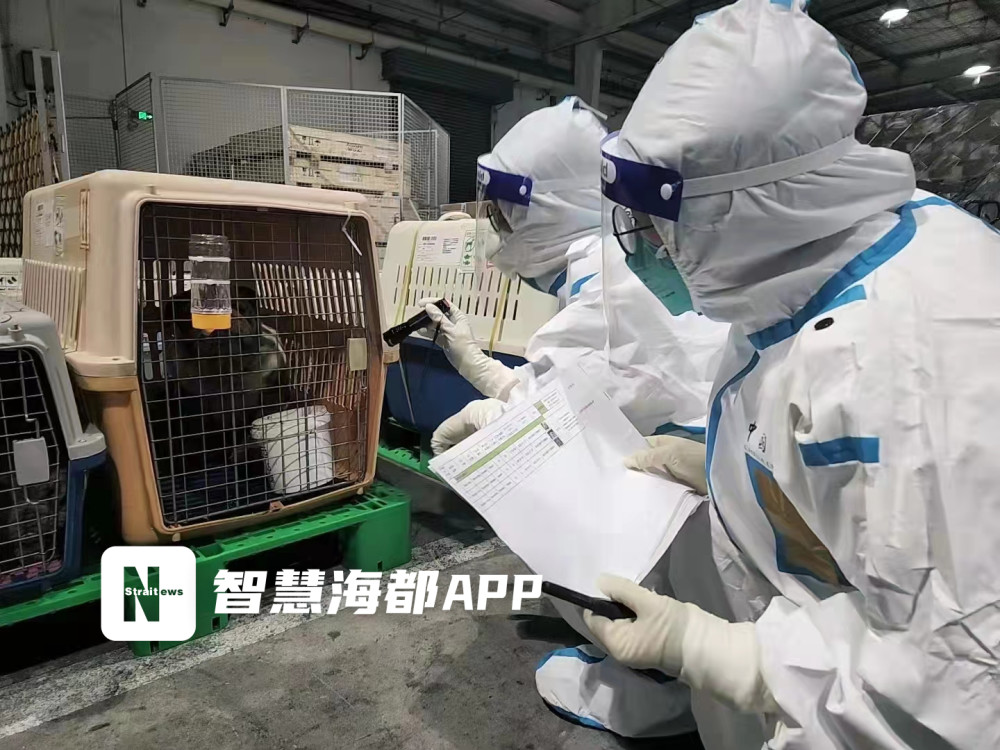 萌宠通关福州长乐机场海关首次保障宠物出口