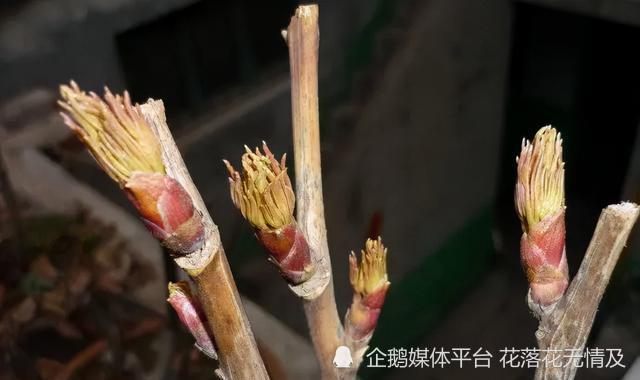 零下10度冻不死的花 不用搬屋里 下雪天狂开花 腾讯新闻