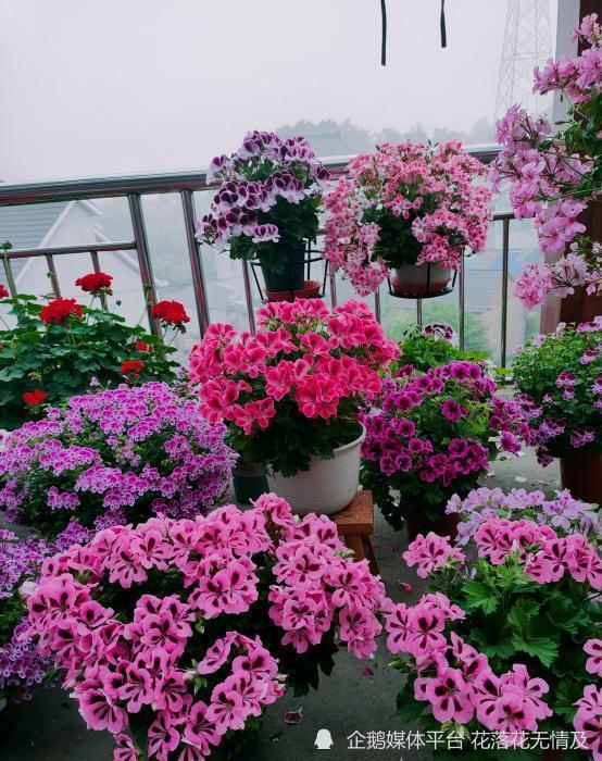 5种 富贵花 轻易不开花 开花带着好运到 腾讯新闻