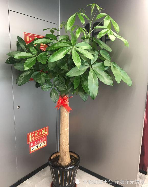 5种 富贵花 轻易不开花 开花带着好运到 腾讯新闻