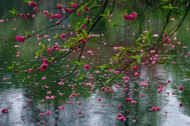 林花谢了春红,太匆匆.无奈朝来寒雨晚来风.