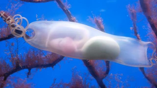 荷兰摄影师在水族馆拍到一条鲨鱼宝宝在卵鞘内活动的罕见画面