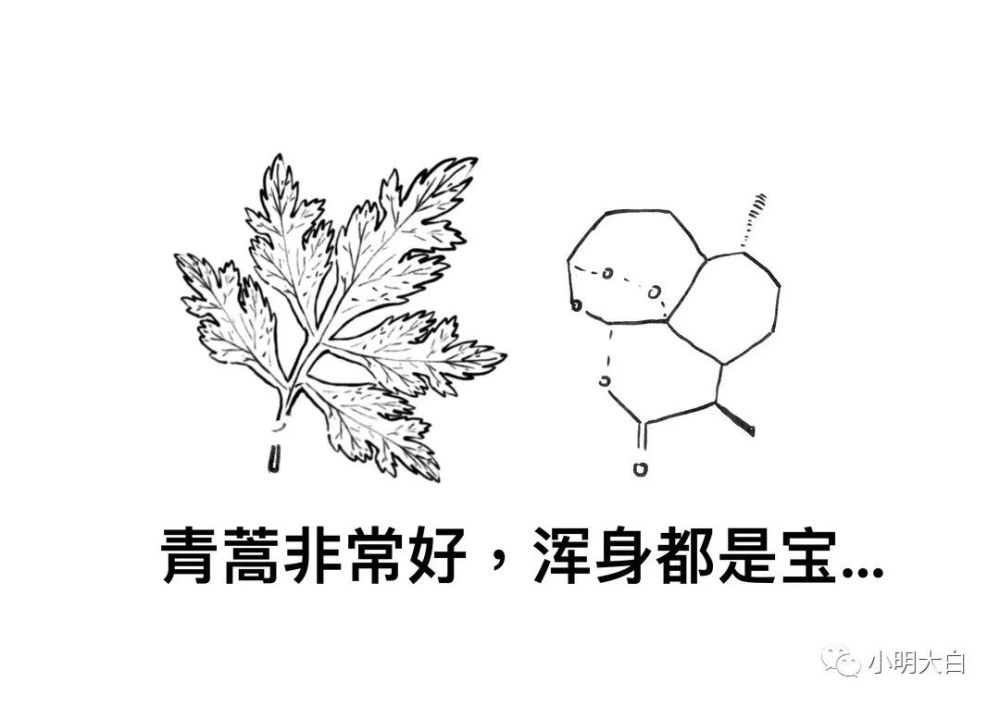 青蒿的传承我与屠呦呦的奇妙缘分