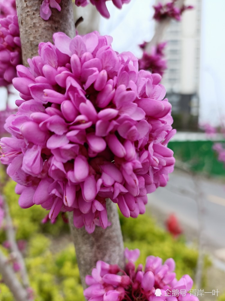 紫荊,又名滿條紅,紫花樹,清明花.