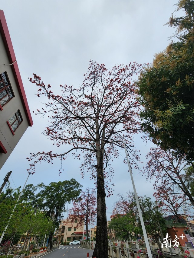 拍摄截至3月22日,横栏镇已在横西,三沙,五沙,六沙4条村成立了中山首批