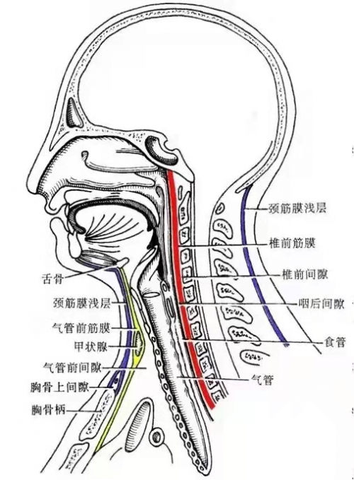 4. 深筋膜層,形成肌鞘包被整個頸部結構.3.