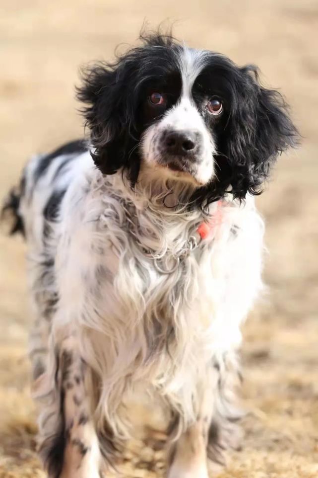 谢谢你,我的英雄巴特!