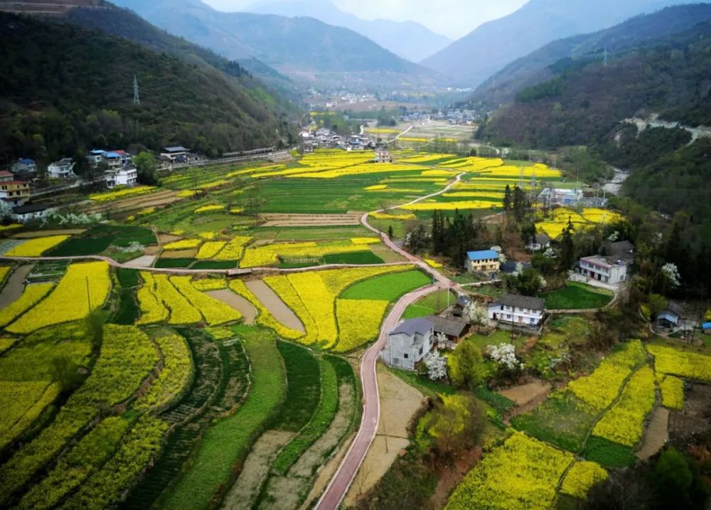 地頭,搶抓農時在金燦燦的油菜花田野裡勞作,一派忙碌的田園春耕景象