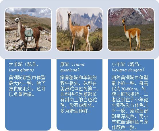 羊驼能有什么坏心眼呢动物蝌学