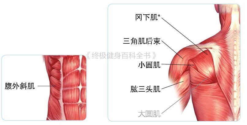 经典伸展运动肌肉图解,改善肌肉僵硬,保持肌肉弹性_腾讯新闻