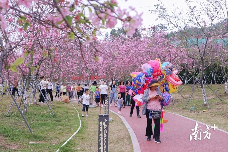 廉江櫻花公園是國家3a級景區,目前是粵西地區唯一一個櫻花主題公園.