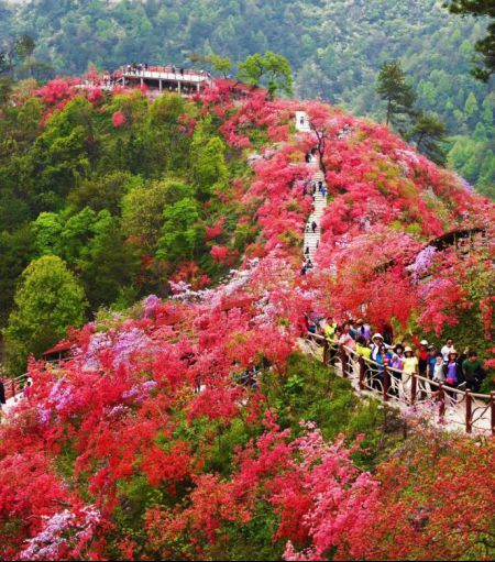 安徽热门赏花地——岳西天峡:一夜春风吹,岭上开遍映山红_腾讯新闻