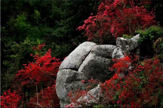 安徽热门赏花地——岳西天峡:一夜春风吹,岭上开遍映山红_腾讯新闻