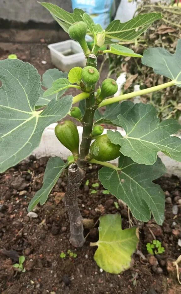 盆栽无花果,春天这样做,快速生长果子更多,好吃漂亮大气_腾讯新闻