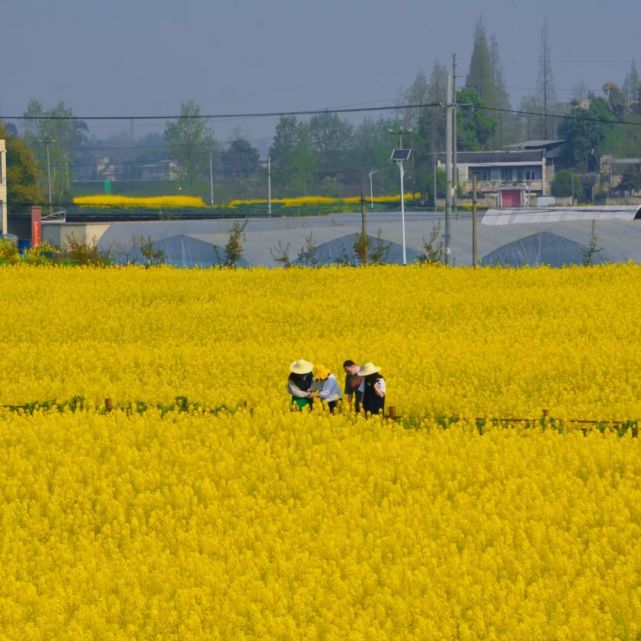 这份赏花,美食地图请查收成了一片花海新都区军屯镇三月春光正好