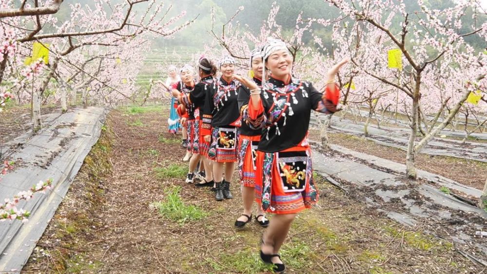 在畲族村吴大元村的桃满窠里,百亩桃花竞相开放,游人们赏花踏青,畲族