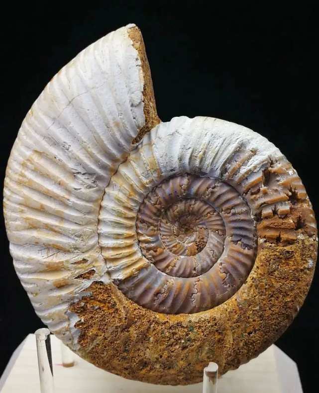 长在石头中的菊花菊石以及它的它的现代同类生物鹦鹉螺