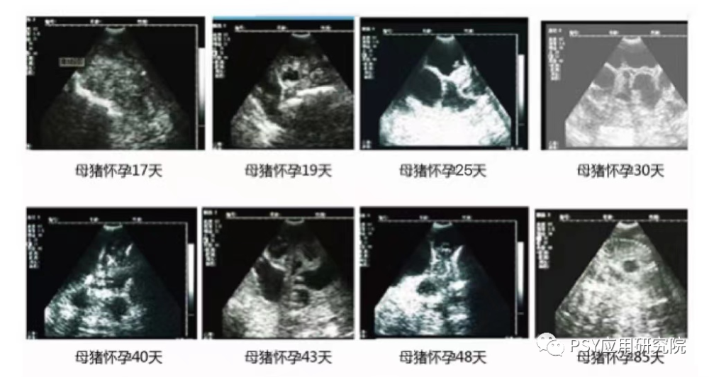 五,空懷母豬b超圖像空懷母豬圖像特點:空懷母豬子宮角位於膀胱的左側