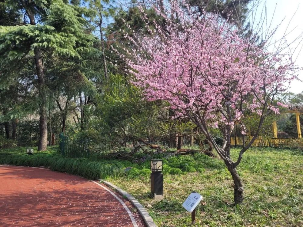玉兰樱花桃花云赏普陀公园里的春天