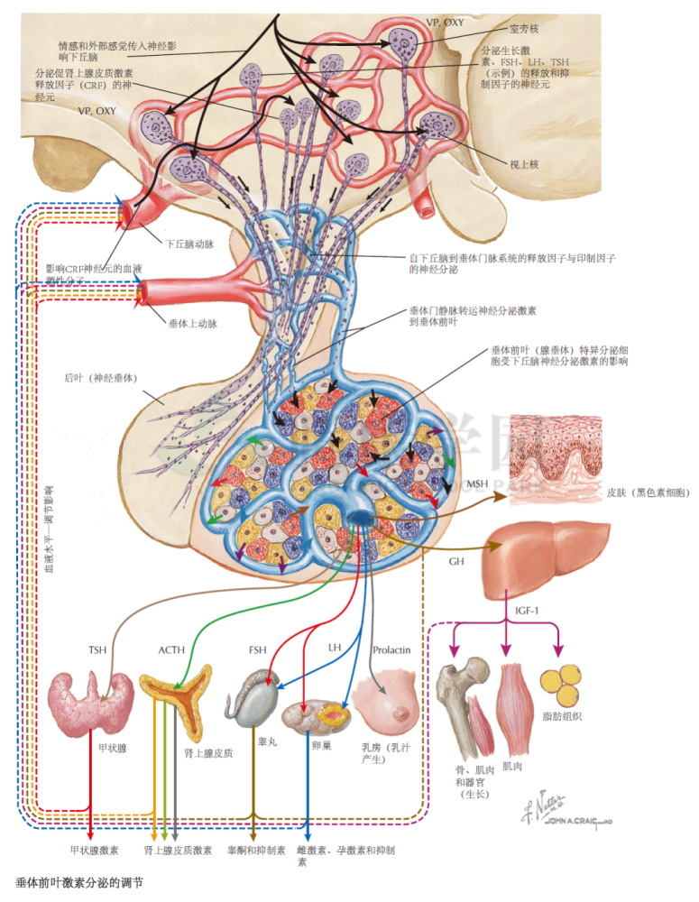 神經解剖學|垂體前葉激素分泌的調節